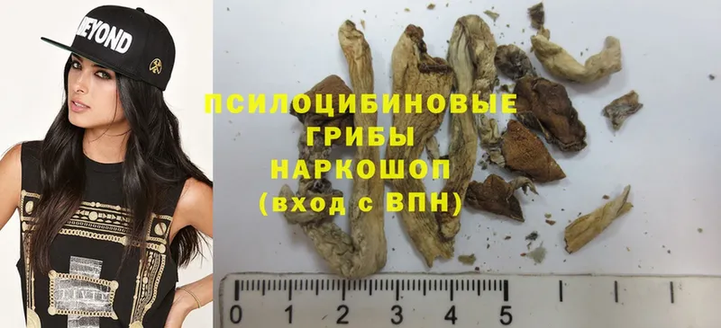 Псилоцибиновые грибы Psilocybe  цены   Липки 